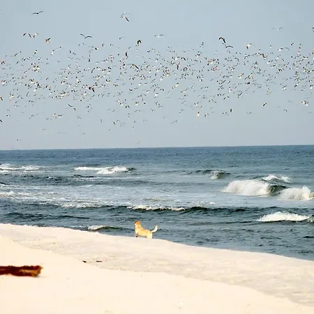 Apartment White Pearl 1.01