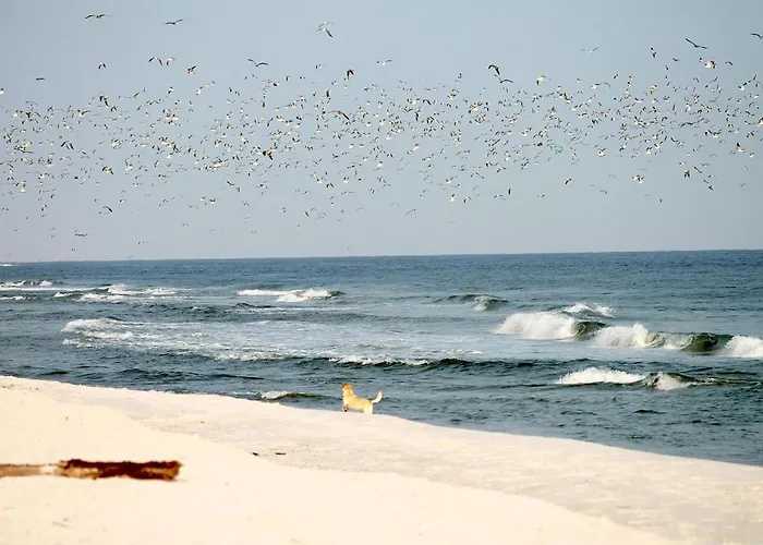 Apartment White Pearl 1.01